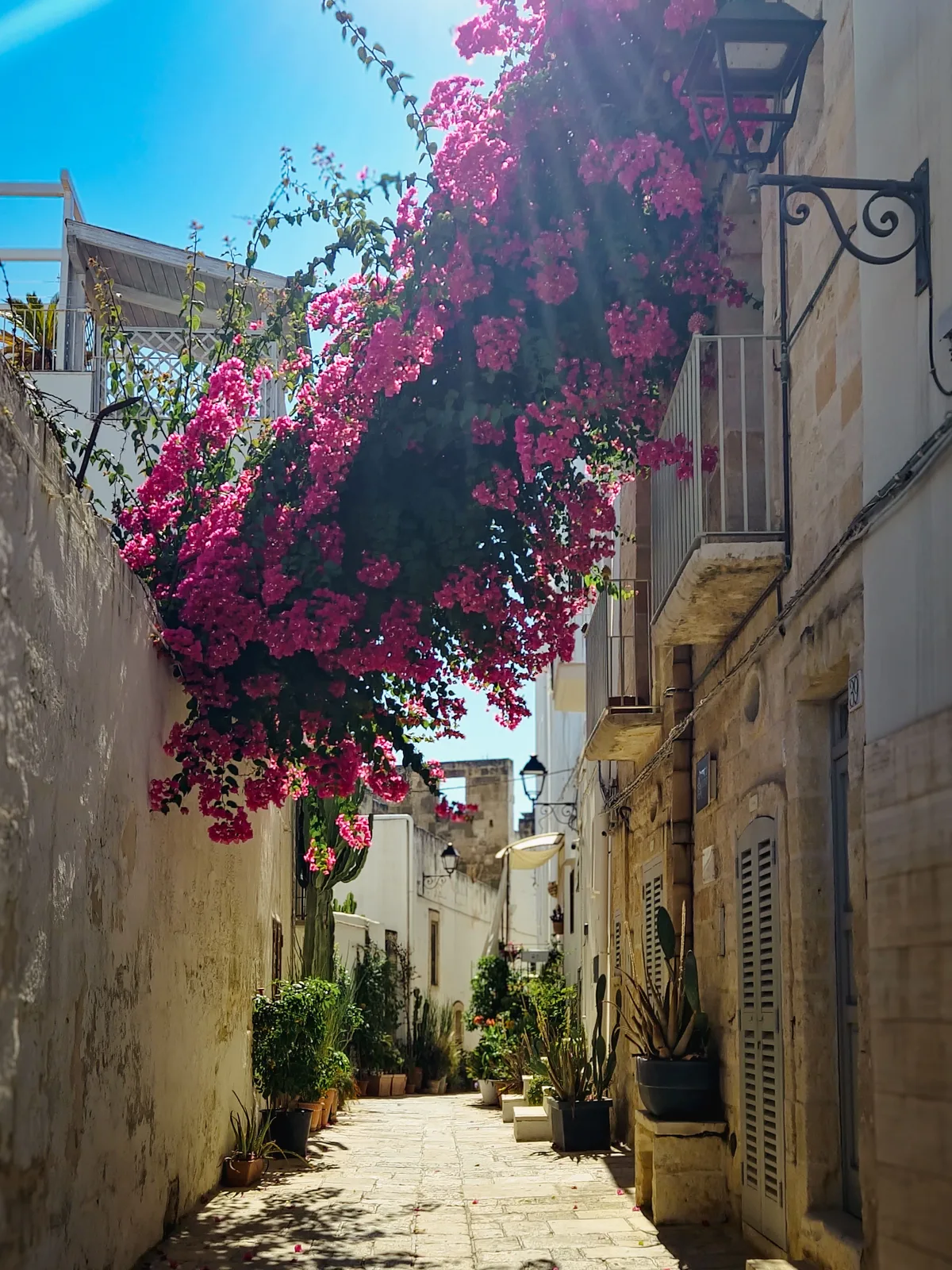 Bougainvillea Alley — Polignano a Mare — Italy