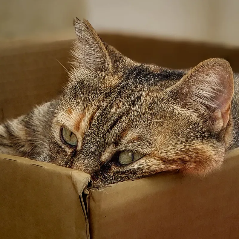 Box Dweller