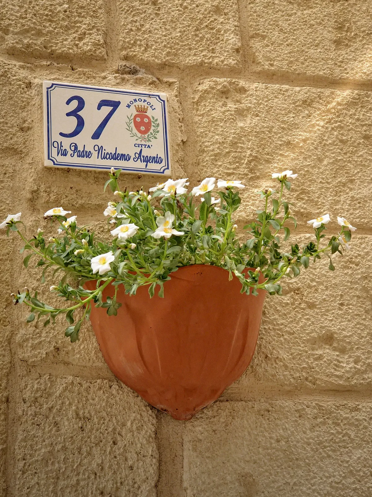 Flowers at Number 37 — Monopoli — Italy