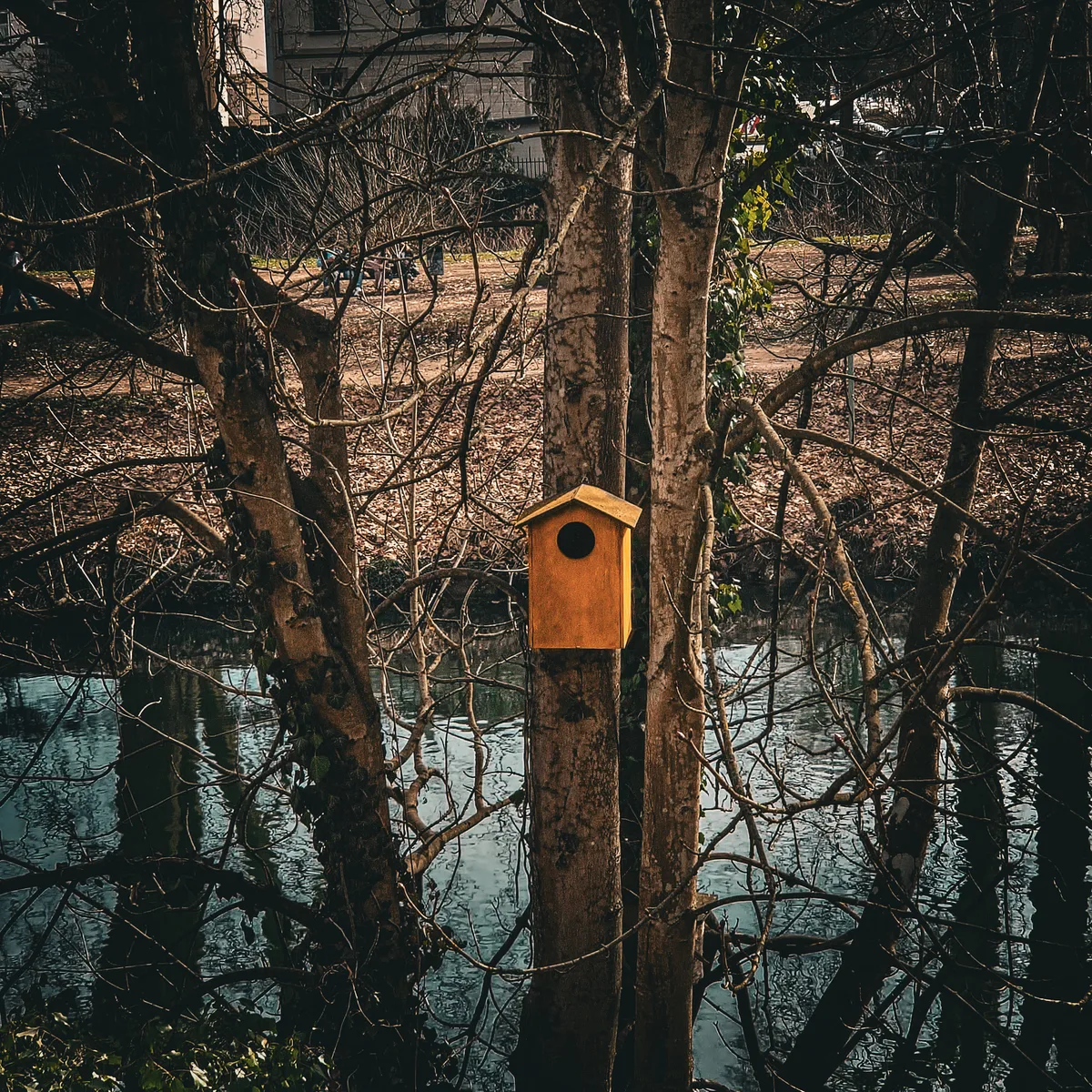 Home Between the Branches — Tübingen — Germany