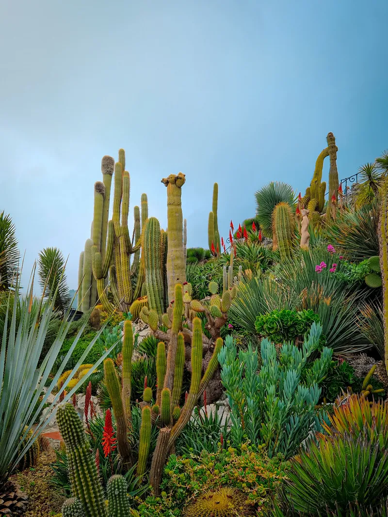 Jardin des Cactus