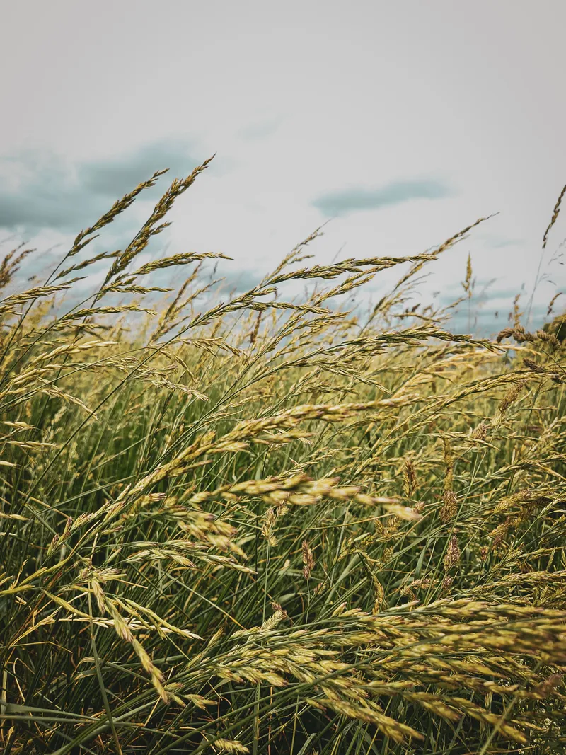 Wind in the Field