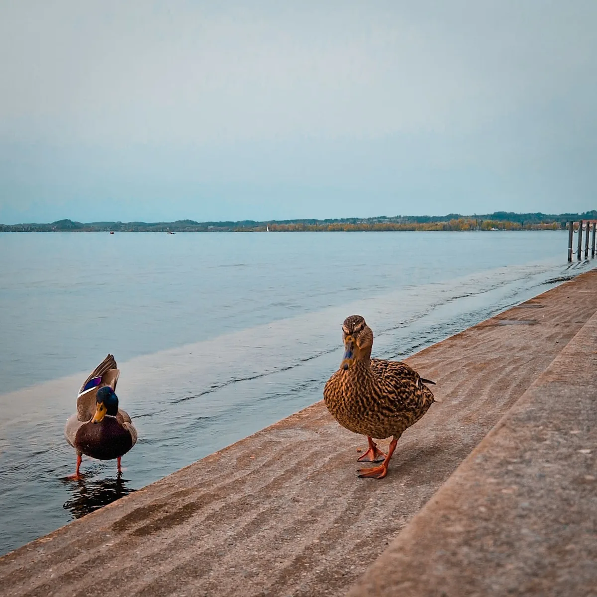 Quay Companions — Bregenz — Austria