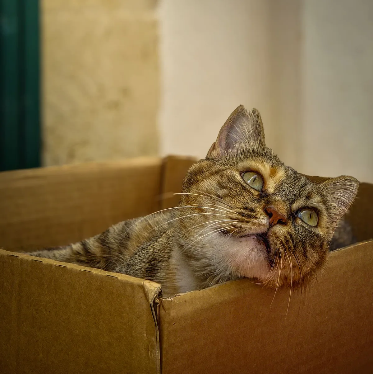 The Curious Tenant