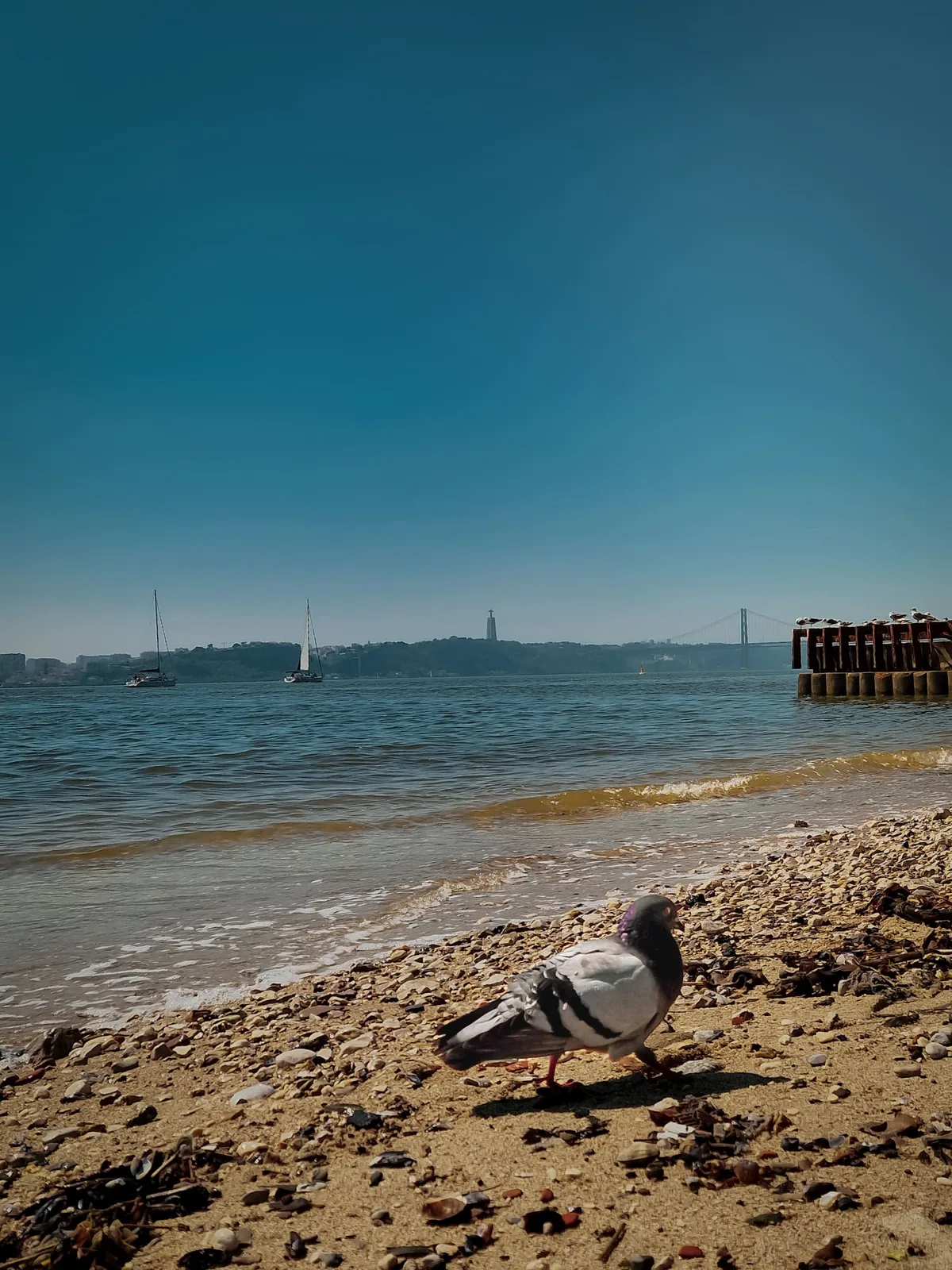The Pilgrim Bird — Lisbon — Portugal