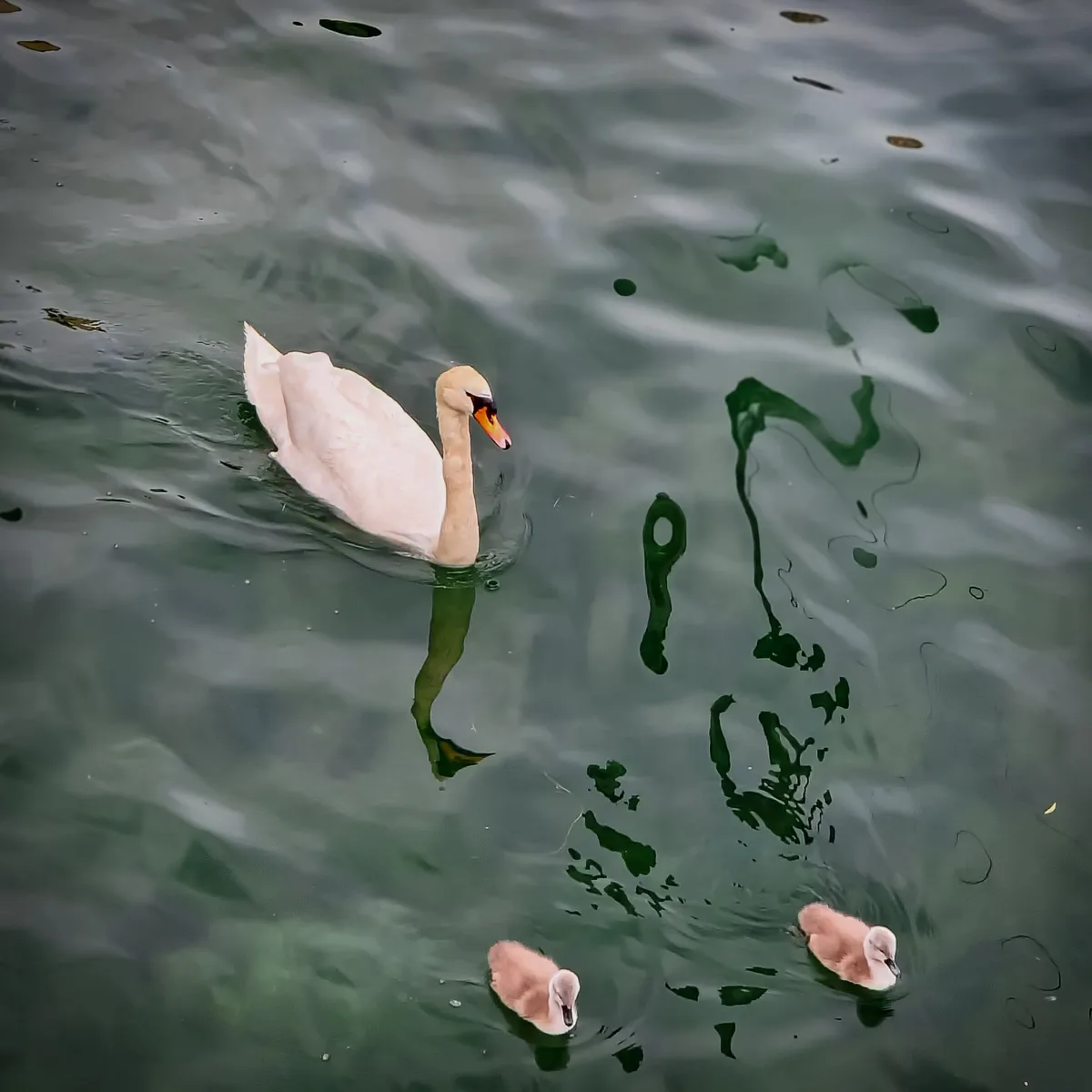 The Swan Family — Meersburg — Germany
