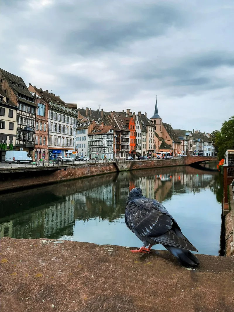 The Watchful Local