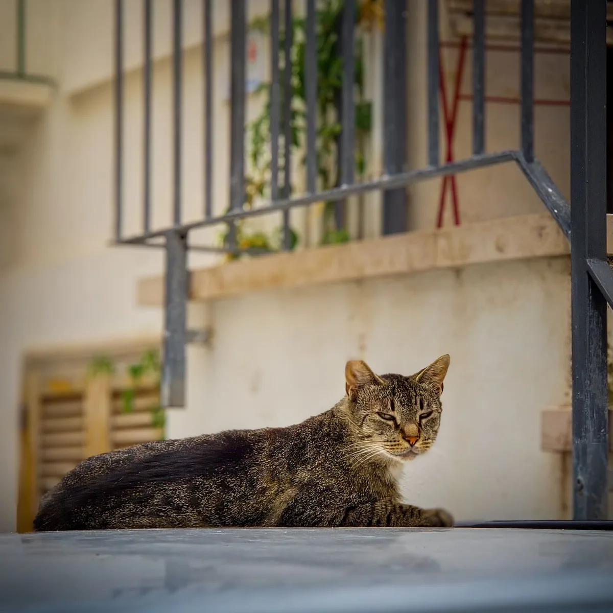 The Watchful Tabby
