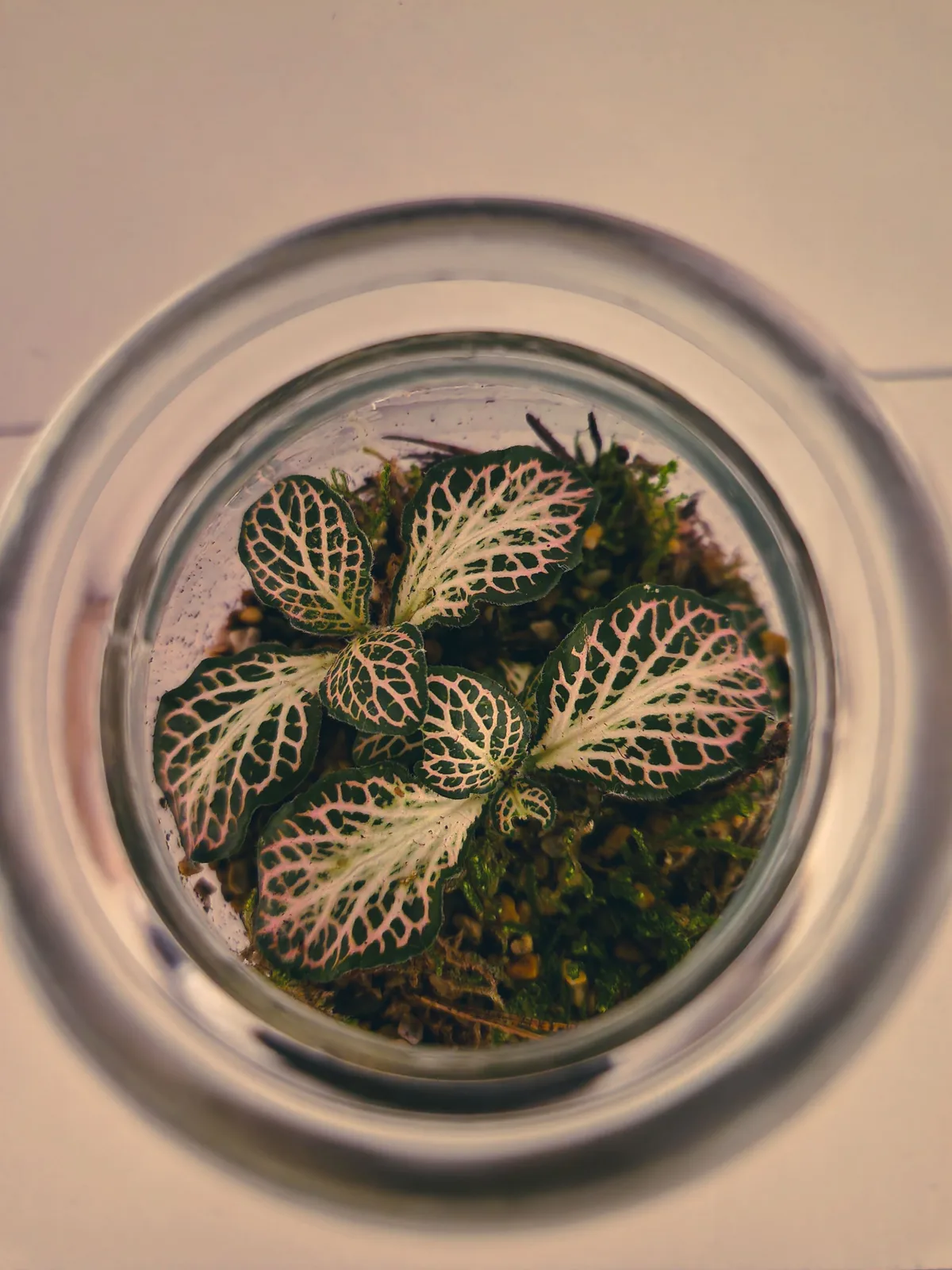 Worlds in Glass